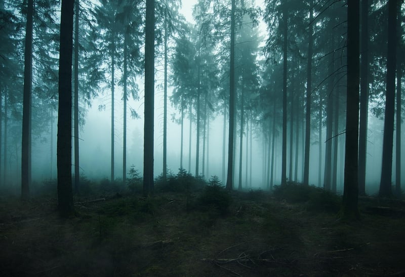 Enchanted Landscapes